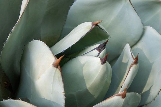 succulent