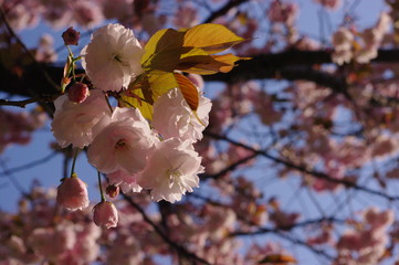 Double Cherry Blossoms and Blue Sky Back Ground
