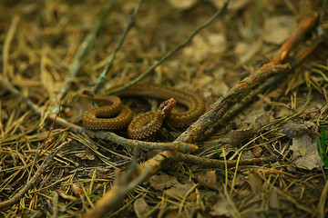 poisonous dangerous snake, viper in the wild, Russia swamp