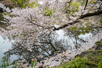 Cherry blossoms at Tokyo, Japan