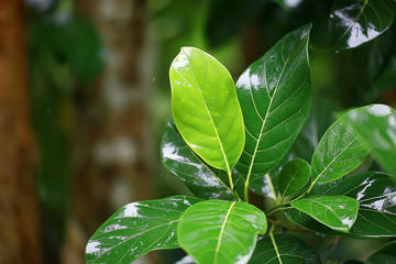 tropical green leaves background / abstract nature jungle rainforest background