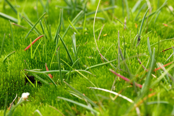 Green moss in muddy field. Background.