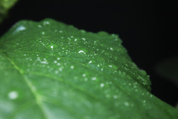 Water droplets on the leaves.