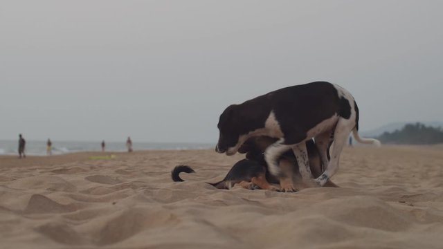 Funny little dogs playing on sandy beach by ocean slow motion copy text space. Black and white puppies gnaw stick having fun on seaside on cloudy day. Holidays summer vacation. Animal protection