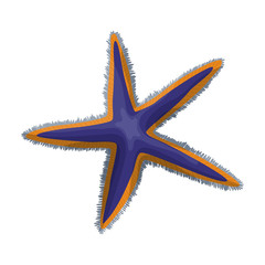 Starfish vector icon.Cartoon vector icon isolated on white background starfish.