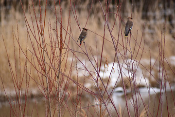 枝に止まるヒレンジャクとキレンジャク