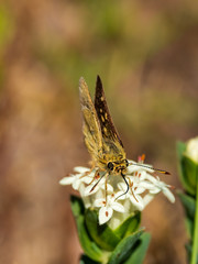 The White-spot Skipper (Trapezites luteus) is a rare butterfly of the family Hesperiidae found in Australia. The wingspan is about 30 mm.