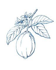 Blue branch of a lemon fruit with leaves. Watercolor outline illustration, hand drawn work isolated on white.