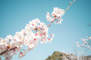 青空に美しいソメイヨシノ