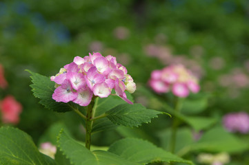 紫陽花が咲いている満開の花畑
