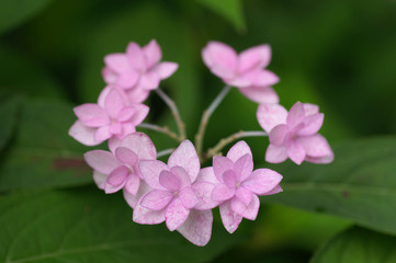 はじける花火のように咲いている紫陽花