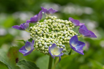 花畑で咲いている青紫の紫陽花