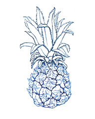 Blue baby pineapple with leaves. Watercolor outline illustration, hand drawn work isolated on white.