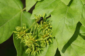 A tiny black Ant feeding on the nectar on the flowers of a Field Maple Tree, Acer campestre.