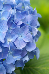 綺麗な青い紫陽花の花のアップ