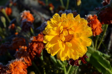 yellow flower in the garden