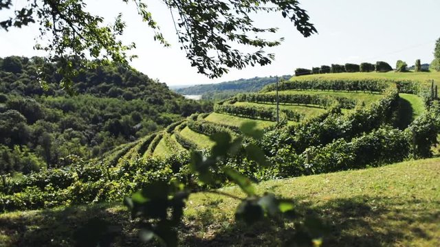 Traking shot with change of focus from vineyard leaves to an Italian hill with vineyard