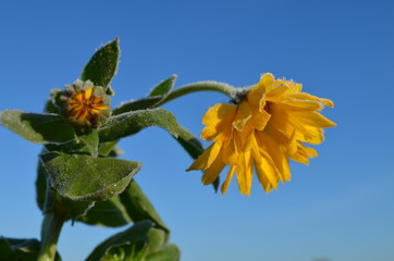 sunflower on blue sky background