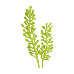 Seaweed vector icon.Cartoon vector icon isolated on white background seaweed.