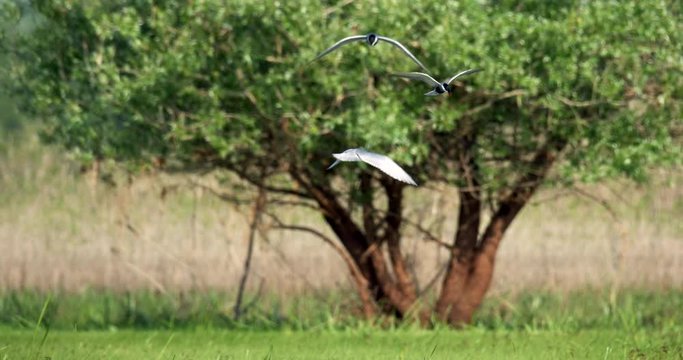 The whiskered tern (Chlidonias hybrida) on the flooded floodplain in Lonjsko polje, Croatia 