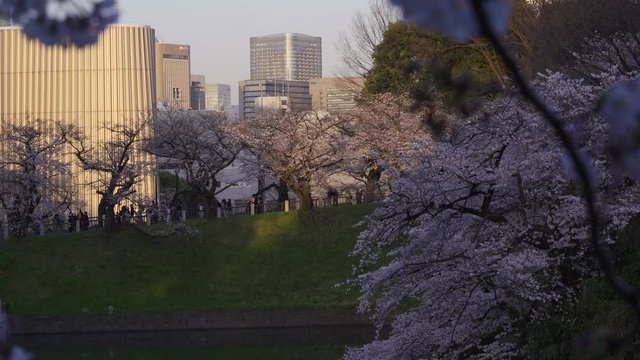 Group Of People Walking Uphill With Beautiful Sakura Trees In Central Tokyo, Japan - Static shot