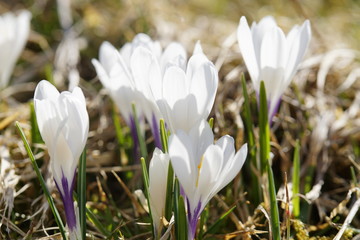 Bergwiese Im Allgäu voll mit blühenden Krokussen in weiss und lila im Sonnenlicht.