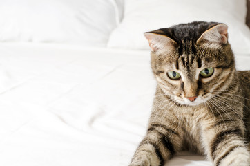 The striped cute cat lies on a white surface and stretched its paws forward. Horizontal image.