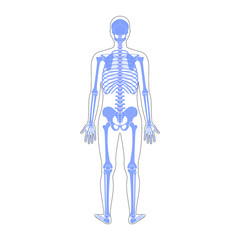 Human man skeleton anatomy