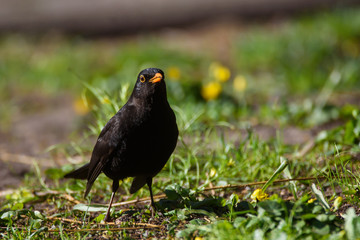 Common blackbird male, turdus merula. Bird on grass in park. Spring season.