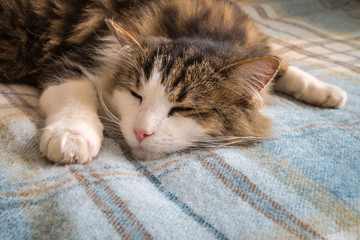 Fototapeta na wymiar closeup of tabby cat resting on blue tartan woollen throw 