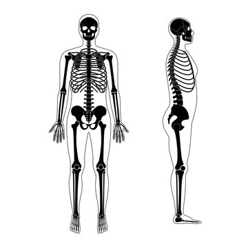 Human man skeleton anatomy