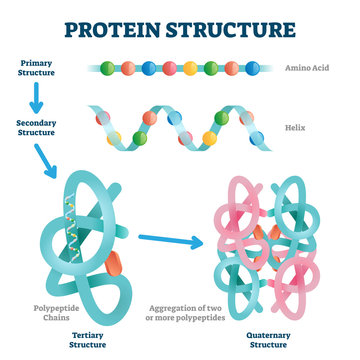 Protein Structure Vector Illustration. Labeled Amino Acid Chain Molecules.