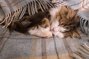 tabby kitten sleeping wrapped in pale blue tartan wool blanket  with fringe