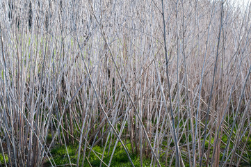 view into wild field in spring with dry stalks of jerusalem artichokes