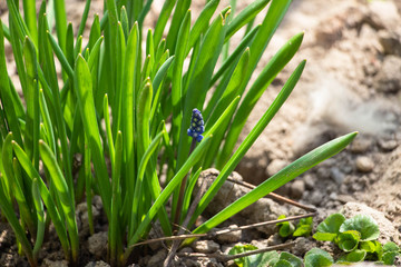 Blooming blue flowers with green leaves. Macro shot. Background like texture.