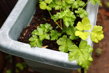 雨に濡れた黄緑の葉