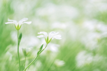 Little white wildflowers outdoors. Beautiful spring and summer natural background. Selective soft focus.