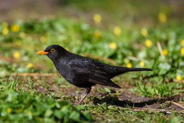 Common blackbird male, turdus merula. Bird on grass in park. Spring season.