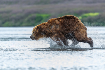 Ruling the landscape, brown bears of Kamchatka (Ursus arctos beringianus)