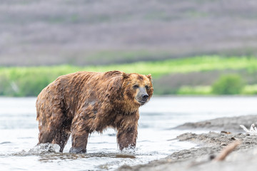 Ruling the landscape, brown bears of Kamchatka (Ursus arctos beringianus)