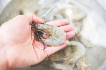 fresh shrimp in hand for cooking seafood - raw shrimps prawns
