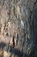Dark gray background of tree bark on bark of moss growing. Background like texture. full frame, element for the designer, close-up