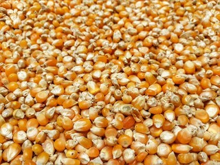Texture of yellow maize or corns seed grains.