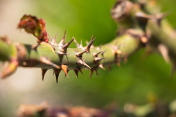 Spines grow on a rose. Macro shot. Background like texture.