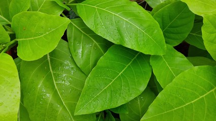 Pisonia alba is a light green leaf plant which stands out among all plants due to its colour and texture