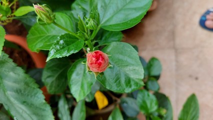 Hibiscus sinensis with Pink flower