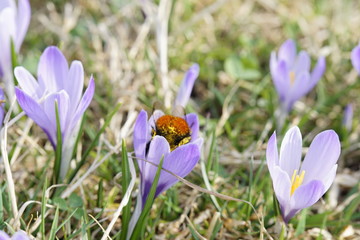 Fototapeta premium Hummel in einer Krokusblüte auf einer Bergwiese im Allgäu 