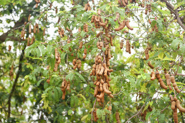 Tamarind tree tropical fruit - ripe tamarind on tree with leaves in summer background