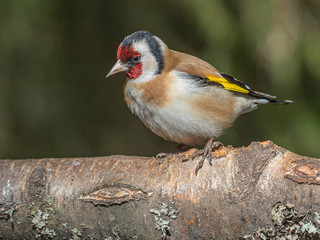 This species is more and more common in the winter time. The reason seems to be the abundance of...