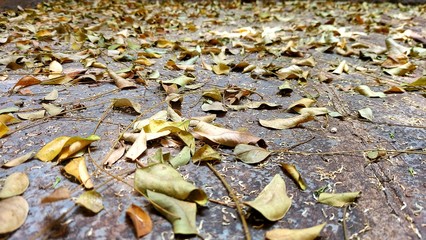 Dried leaves hanging from mesh and falling all over the ground